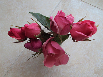 Roses for PerlaNera, still life, pink, roses, vase, beautiful HD wallpaper