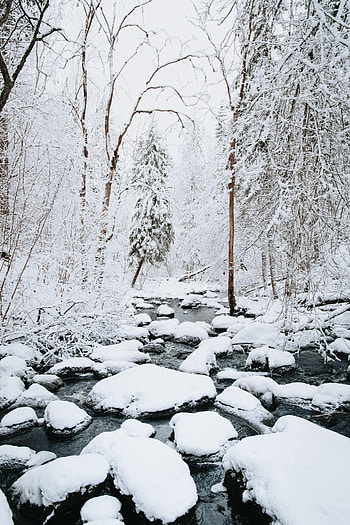 Landscape, Winter, Nature, Rivers, Trees, Snow HD phone wallpaper