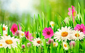 High Quality Spring Flowers | Full Pics HD wallpaper