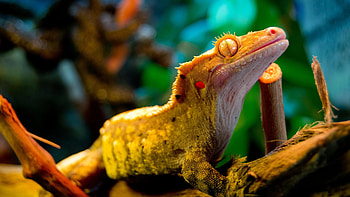 Correlophus ciliatus, Geckos HD wallpaper