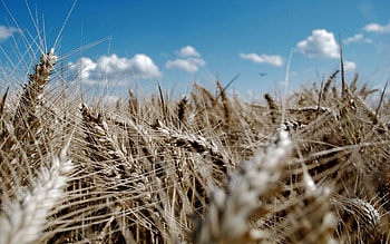 Nature, Sky, Wheat, Ears, Spikes, Azure HD wallpaper