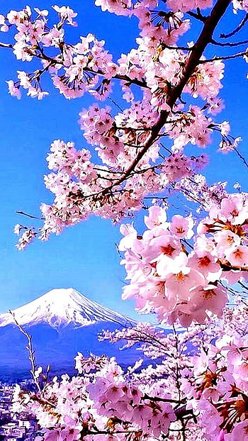 Spring, Flower HD phone wallpaper