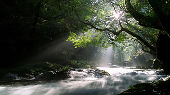 Beautiful Nature, trees, river, nature, forest HD wallpaper