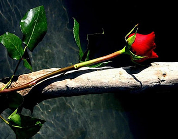 Red Rose, rose, water, red HD wallpaper