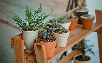 Close-up of diverse succulents in pots on a wooden shelf indoors, showcasing natural beauty. HD wallpaper