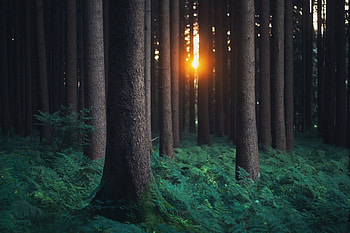 Forest graphy, forest, graphy, nature HD wallpaper