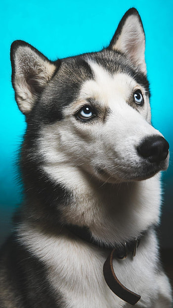 Husky Dog, Cute Husky Dog, Dog HD phone wallpaper