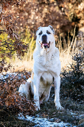 Alabai, Alabai Hund, Stock , Hund 1387578 HD phone wallpaper