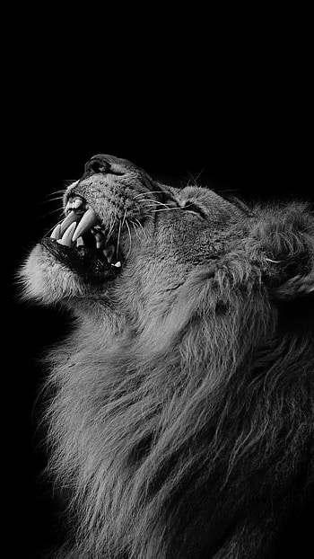 Black Lion, Jungle King HD phone wallpaper