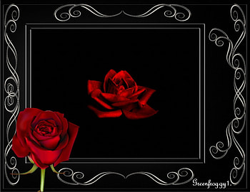 RED ROSE, FLOWER, PRETTY, ROSE, RED HD wallpaper