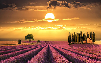 Sunset Over Lavender Field in Tuscany,Italy, field, lavender, clouds, trees, sky, nature, tuscany, sunset HD wallpaper