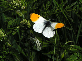 Orange Tip Butterfly, white, plants, butterfly, orange, insect HD wallpaper
