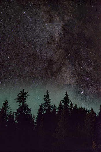 Nature, Trees, Stars, Night, Starry Sky, Spruce, Fir, Nebula HD phone wallpaper