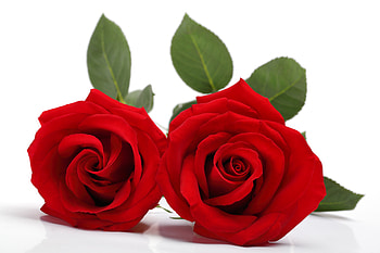 You and me, moment, red roses, romantic, love HD wallpaper