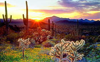 Landscape, scy, colors, nature, flowers, sun HD wallpaper