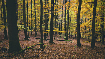 Nature, Trees, Autumn, Foliage HD wallpaper