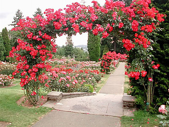 rose arch, roses, arch, red, garden, nature HD wallpaper