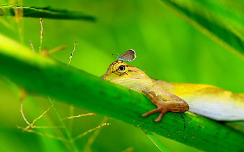 Animals, Grass, Lizard, Paw HD wallpaper