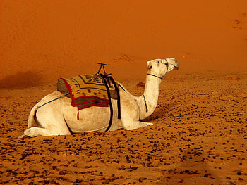 Camel, animal, desert, duna HD wallpaper