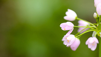 Background, Flower, Plant, Macro, Blur, Smooth HD wallpaper
