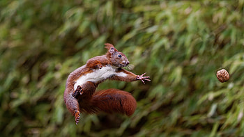 Squirrel, animal, jump, rodent HD wallpaper