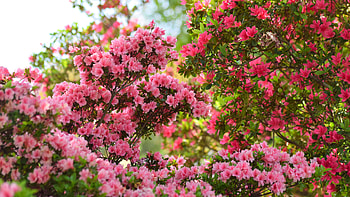 Light Pink Azalea Flowers Tree Branches Green Leaves Blur Bokeh Background Flowers HD wallpaper