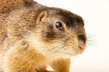 Joel Sartore, Wildlife graphy HD wallpaper