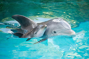 Mother and baby, Dolphins HD wallpaper