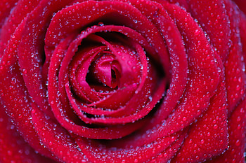 Drops, Flower, Macro, Rose Flower, Rose, Petals HD wallpaper