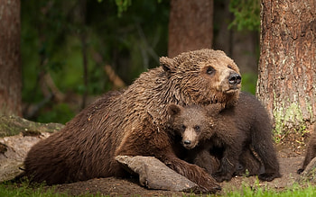 Mother's Love, pup, grizzly, trees, nature, forest HD wallpaper
