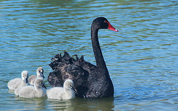 Black Swan, , Background , Bird HD wallpaper