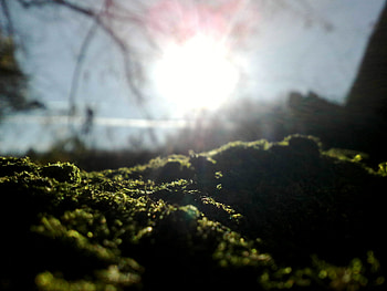moss in the sun, nature, sun, moss HD wallpaper