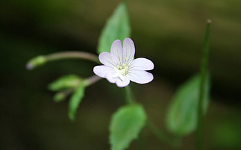 Flowers, Flower, Petals, Close-Up, Greens HD wallpaper