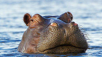 Hippopotamus, Aquatic animal, Wildlife, Nature HD wallpaper