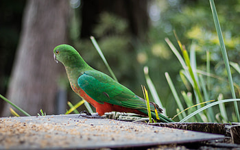 King Parrot, animal, bird, king, parrot HD wallpaper