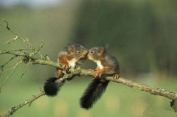 You taste like strawberries, branch, grey white tan coats, leaves, chipmunk, dark gre bushy tails HD wallpaper