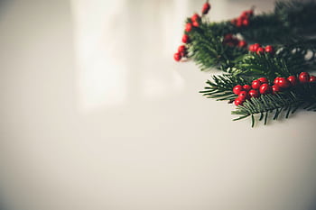 Christmas wreath with fir branches and red holly berries on a white background, perfect for festive decoration. HD wallpaper