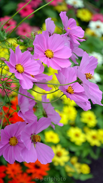 Beautiful Flowers, Cosmo Flowers HD phone wallpaper