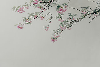 Pink Flowers On Tree Branch, tree, flowers, nature, minimalism, minimalist HD wallpaper