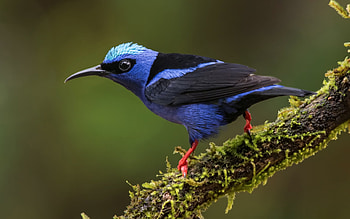 Bird, pasari, tanagra medoso, blue, one, nature HD wallpaper
