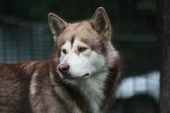Animals, Dog, Color, Sight, Opinion, Husky, Haska, Observation HD wallpaper