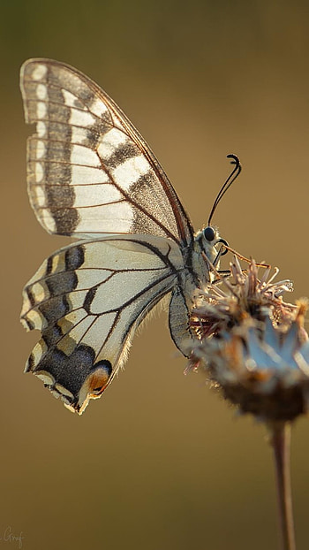 Butterfly, Lovely HD phone wallpaper