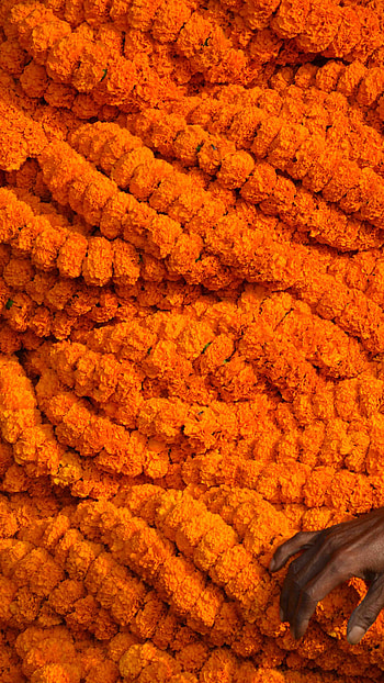 Orange Colour, Orange Colour Flowers, Orange Flowers HD phone wallpaper