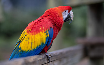 Scarlet macaw, colorful parrot, macaw, beautiful parrot, macaw on a branch, Ara macao HD wallpaper