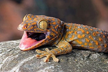 Gecko excellence, Stunning reptile, Detailed designs, Nature's masterpiece HD wallpaper