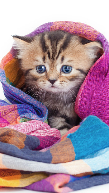 Snuggled kitten, Wrapped in warmth, Cozy companions, Cute HD phone wallpaper