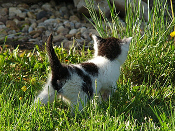 little explorer, sweet, kitten, baby, cute, pet HD wallpaper