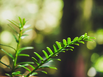 Taxus yew leaves, Bokeh twigs, Poland green, Vegetation HD wallpaper