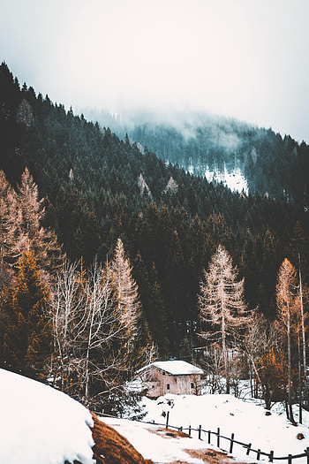 Nature, Snow, Forest, Fog, House HD phone wallpaper