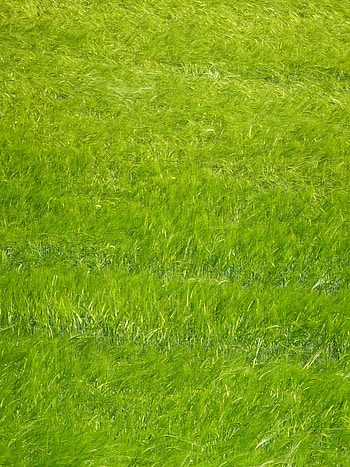 Nature, Grass, Plant, Paint, Canvas HD phone wallpaper